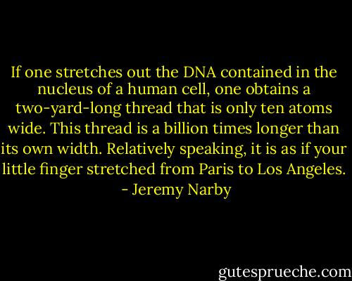 If one stretches out the DNA contained in the nucleus of a human cell, one obtains a two-yard-long thread that is only ten atoms wide. This thread is a billion times longer than its own width. Relatively speaking, it is as if your little finger stretched from Paris to Los Angeles.  - Jeremy Narby