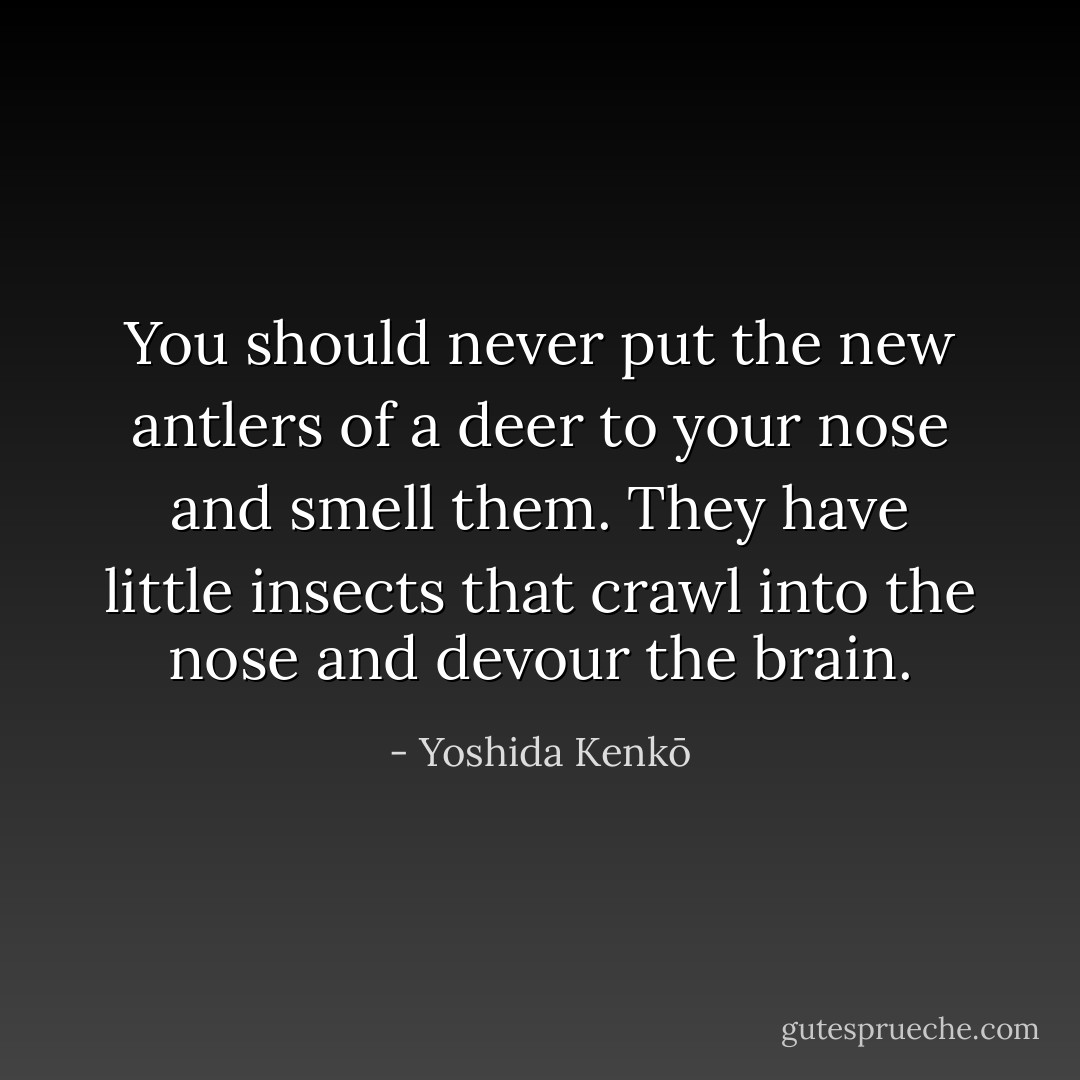 You should never put the new antlers of a deer to your nose and smell them. They have little insects that crawl into the nose and devour the brain. - Yoshida Kenkō