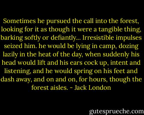 Sometimes he pursued the call into the forest, looking for it as though it were a tangible thing, barking softly or defiantly... Irresistible impulses seized him. he would be lying in camp, dozing lazily in the heat of the day, when suddenly his head would lift and his ears cock up, intent and listening, and he would spring on his feet and dash away, and on and on, for hours, though the forest aisles. - Jack London