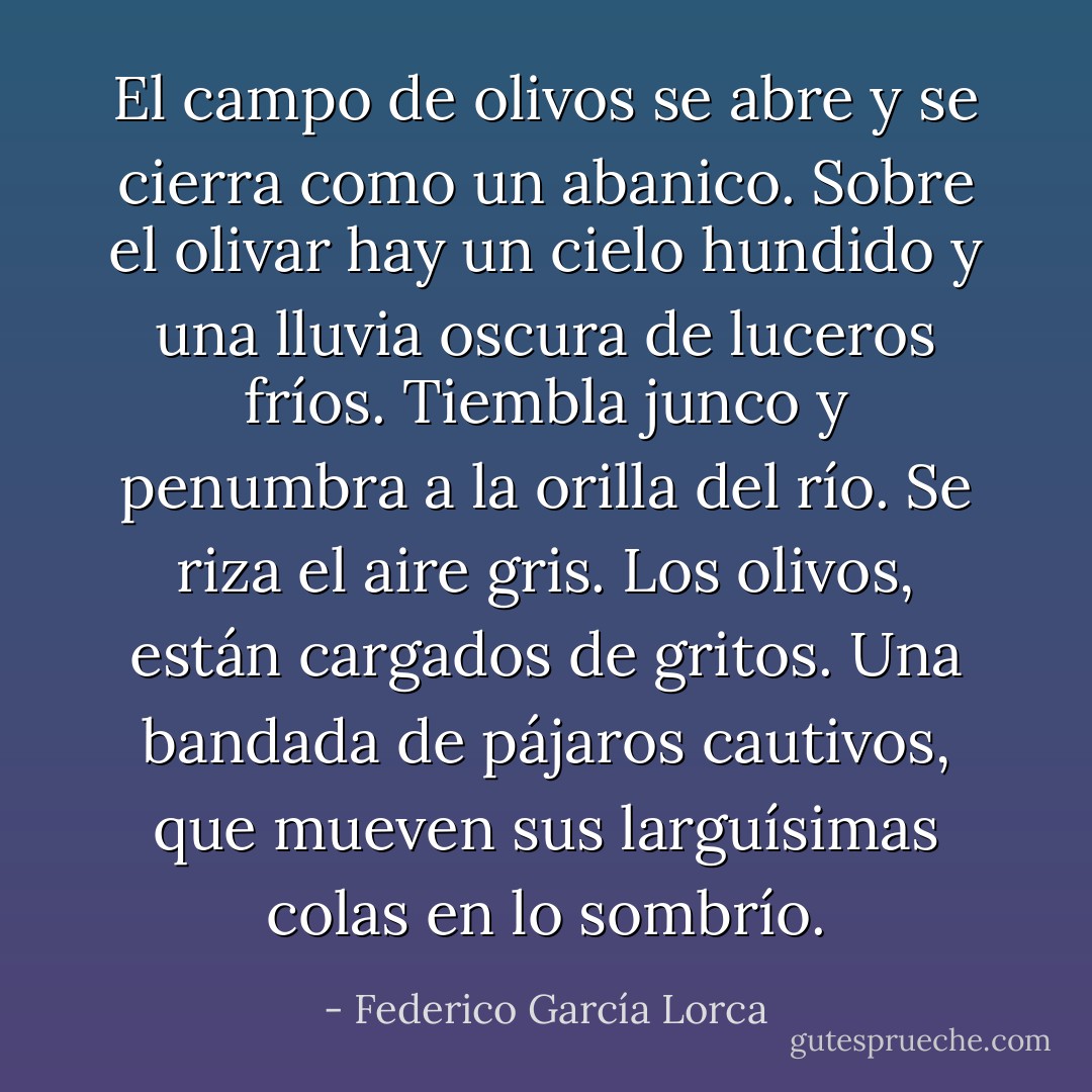 El campo<br />de olivos<br />se abre y se cierra<br />como un abanico.<br />Sobre el olivar<br />hay un cielo hundido<br />y una lluvia oscura<br />de luceros fríos.<br />Tiembla junco y penumbra<br />a la orilla del río.<br />Se riza el aire gris.<br />Los olivos,<br />están cargados<br />de gritos.<br />Una bandada<br />de pájaros cautivos,<br />que mueven sus larguísimas<br />colas en lo sombrío. - Federico García Lorca