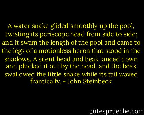 A water snake glided smoothly up the pool, twisting its periscope head from side to side; and it swam the length of the pool and came to the legs of a motionless heron that stood in the shadows. A silent head and beak lanced down and plucked it out by the head, and the beak swallowed the little snake while its tail waved frantically. - John Steinbeck