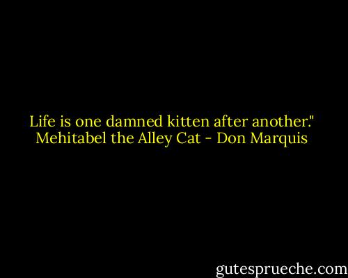 Life is one damned kitten after another." Mehitabel the Alley Cat - Don Marquis