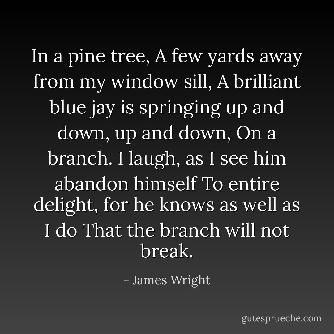 In a pine tree,<br />A few yards away from my window sill,<br />A brilliant blue jay is springing up and down, up and down,<br />On a branch.<br />I laugh, as I see him abandon himself<br />To entire delight, for he knows as well as I do<br />That the branch will not break. - James Wright