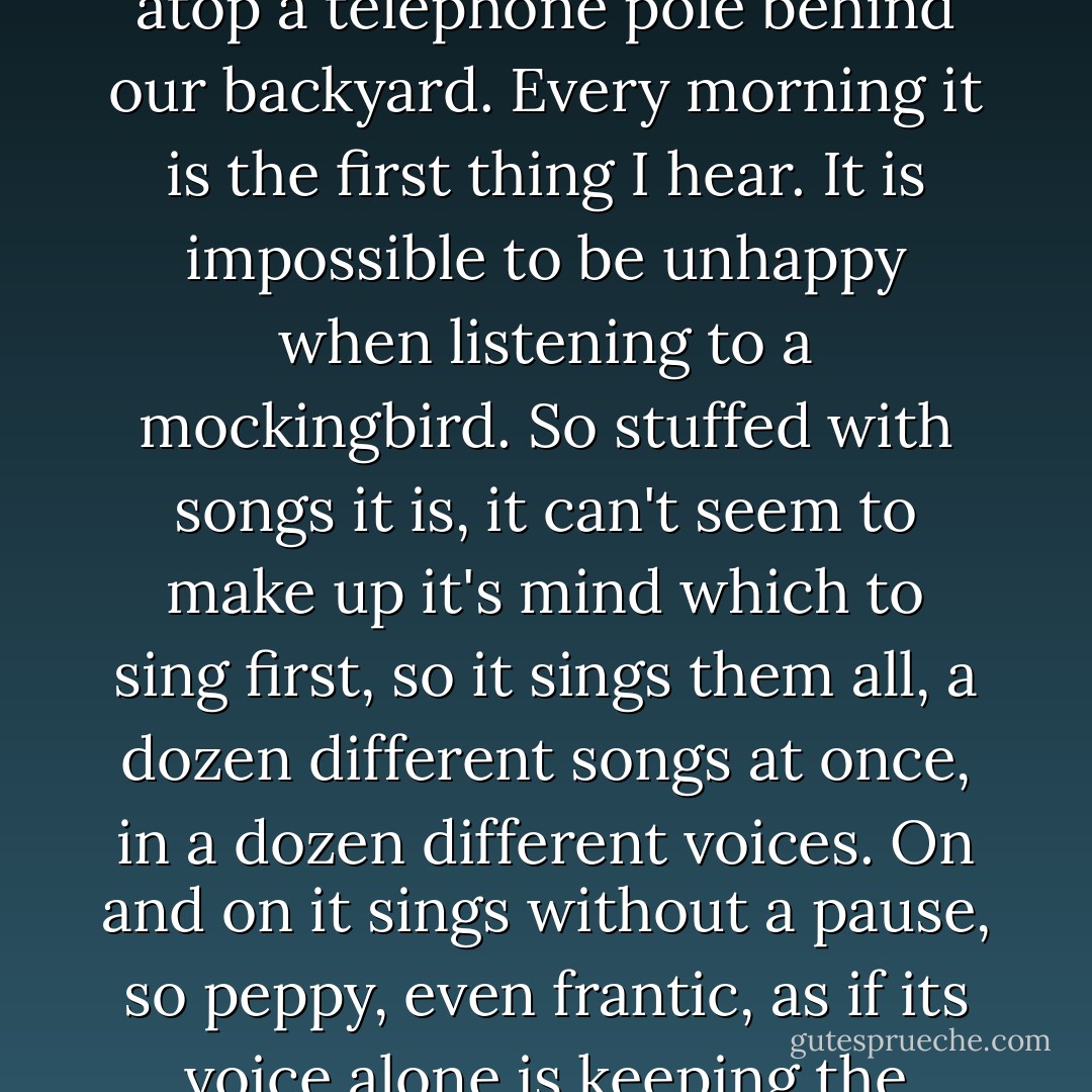 A mockingbird has moved into our neighborhood. It perches atop a telephone pole behind our backyard. Every morning it is the first thing I hear. It is impossible to be unhappy when listening to a mockingbird. So stuffed with songs it is, it can't seem to make up it's mind which to sing first, so it sings them all, a dozen different songs at once, in a dozen different voices. On and on it sings without a pause, so peppy, even frantic, as if its voice alone is keeping the world awake. - Jerry Spinelli