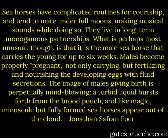 Sea horses have complicated routines for courtship, and tend to mate under full moons, making musical sounds while doing so. They live in long-term monogamous partnerships. What is perhaps most unusual, though, is that it is the male sea horse that carries the young for up to six weeks. Males become properly "pregnant," not only carrying, but fertilizing and nourishing the developing eggs with fluid secretions. The image of males giving birth is perpetually mind-blowing: a turbid liquid bursts forth from the brood pouch, and like magic, minuscule but fully formed sea horses appear out of the cloud. - Jonathan Safran Foer