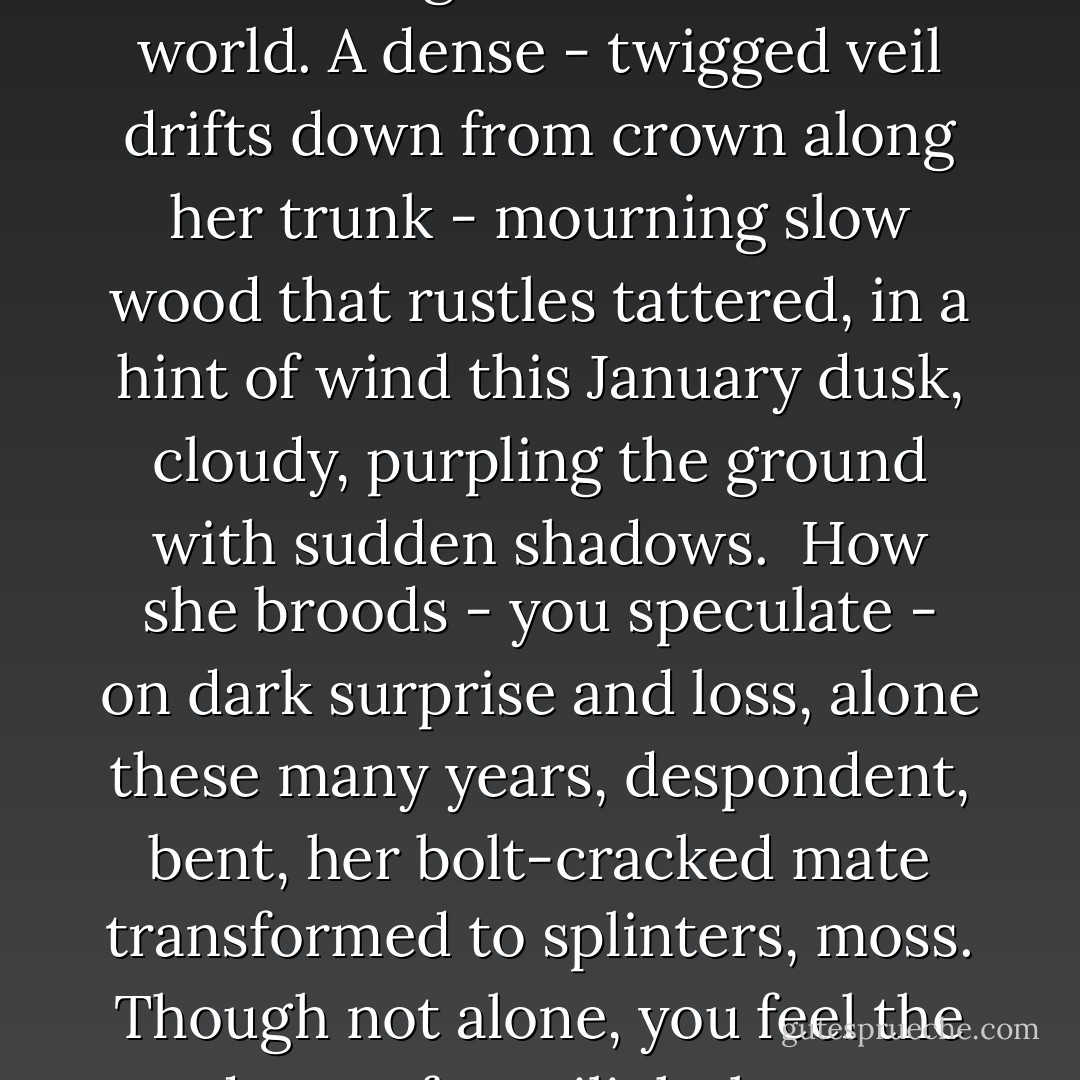 A hundred years or more, she's bent her crown<br />in storm, in sun, in moonsplashed midnight breeze.<br />surviving all the random vagaries<br />of this harsh world. A dense - twigged veil drifts down<br />from crown along her trunk - mourning slow wood<br />that rustles tattered, in a hint of wind<br />this January dusk, cloudy, purpling<br />the ground with sudden shadows.<br /> How she broods -<br />you speculate - on dark surprise and loss,<br />alone these many years, despondent, bent,<br />her bolt-cracked mate transformed to splinters, moss.<br />Though not alone, you feel the sadness of a<br />twilight breeze. There's never enough love;<br />the widow nods to you. Her branches moan. - Lauren Lipton