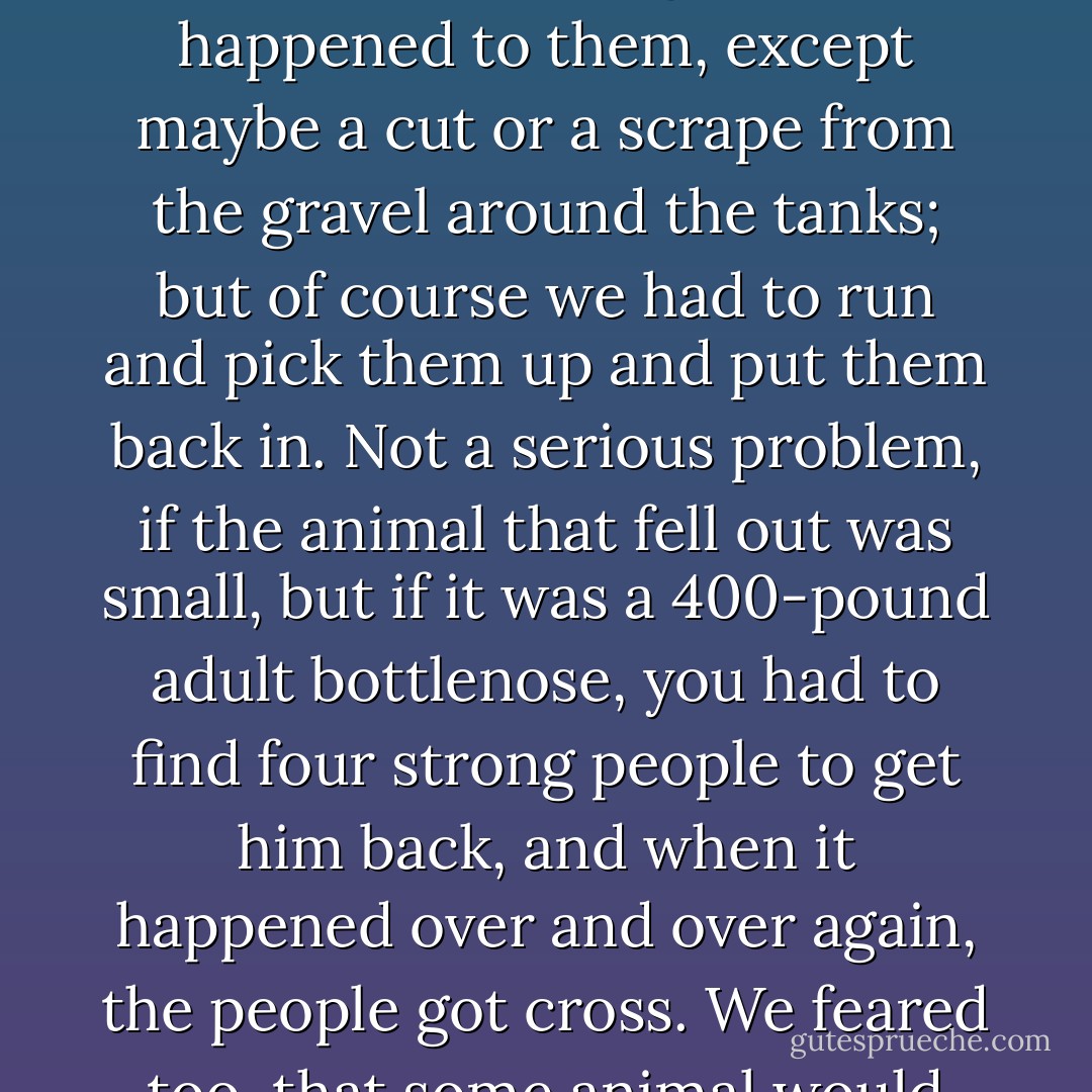 The porpoises and whale themselves, in their quests for entertainment, often created problems. One summer a fashion developed in the training tanks (I think Keiki started it) for leaning out over the tank wall and seeing how far you could balance without falling out. Several animals might be teetering on the tank edge at one time, and sometimes one or another did fall out. Nothing much happened to them, except maybe a cut or a scrape from the gravel around the tanks; but of course we had to run and pick them up and put them back in. Not a serious problem, if the animal that fell out was small, but if it was a 400-pound adult bottlenose, you had to find four strong people to get him back, and when it happened over and over again, the people got cross. We feared too, that some animal would fall out at night or when no one was around and dry out, overheat, and die. We yelled at the porpoises, and rushed over and pushed them back in when we saw them teetering, but that just seemed to add to the enjoyment of what I'm sure the porpoises thoguht of as a hilariously funny game. Fortunately they eventually tired of it by themselves. - Karen Pryor