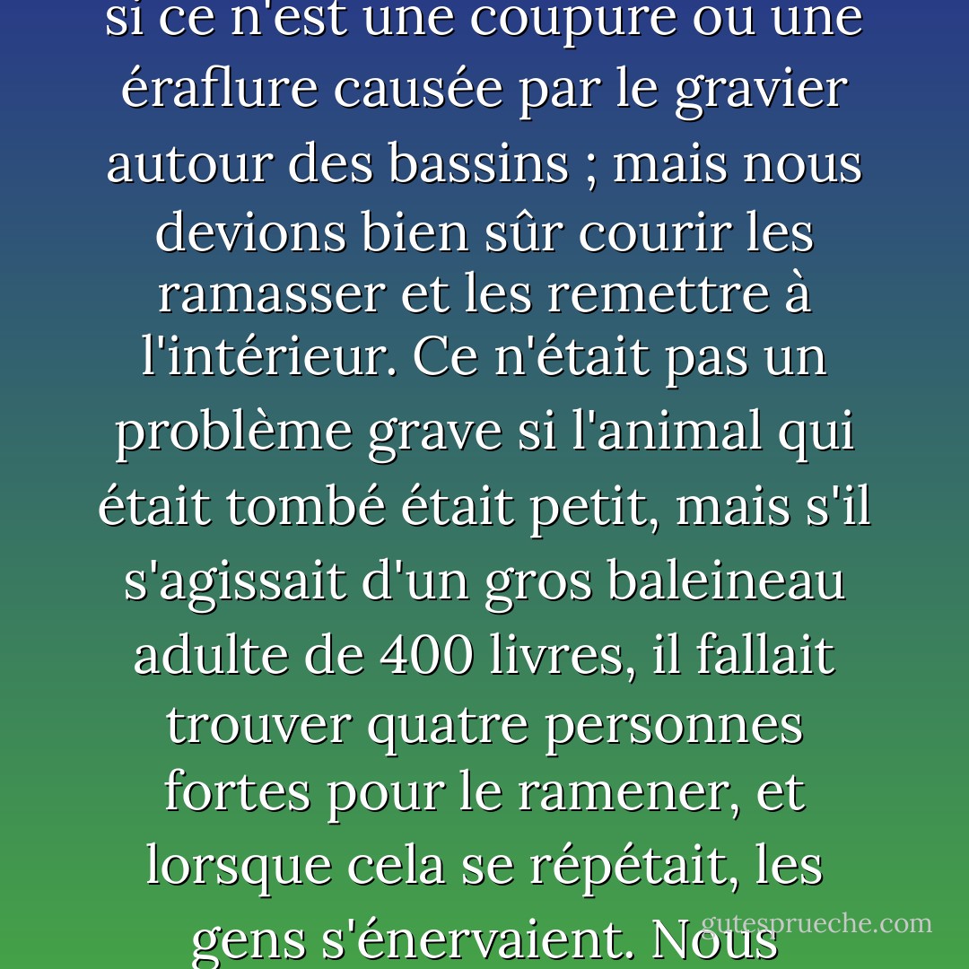Les marsouins et les baleines eux-mêmes, dans leur quête de divertissement, ont souvent créé des problèmes. Un été, une mode s'est développée dans les bassins d'entraînement (je crois que c'est Keiki qui l'a lancée) : il s'agissait de se pencher sur la paroi du bassin et de voir jusqu'où l'on pouvait tenir en équilibre sans tomber. Plusieurs animaux pouvaient se balancer sur le bord du bassin en même temps, et il arrivait que l'un ou l'autre tombe. Il ne leur arrivait pas grand-chose, si ce n'est une coupure ou une éraflure causée par le gravier autour des bassins ; mais nous devions bien sûr courir les ramasser et les remettre à l'intérieur. Ce n'était pas un problème grave si l'animal qui était tombé était petit, mais s'il s'agissait d'un gros baleineau adulte de 400 livres, il fallait trouver quatre personnes fortes pour le ramener, et lorsque cela se répétait, les gens s'énervaient. Nous craignions aussi qu'un animal tombe dans l'eau la nuit ou quand il n'y avait personne, qu'il se dessèche, qu'il surchauffe et qu'il meure. Nous avons crié après les marsouins et nous nous sommes précipités pour les pousser à l'intérieur lorsque nous les voyions vaciller, mais cela ne faisait qu'ajouter au plaisir de ce que je suis sûr que les marsouins considéraient comme un jeu hilarant et amusant. Heureusement, ils ont fini par se lasser tout seuls. - Karen Pryor