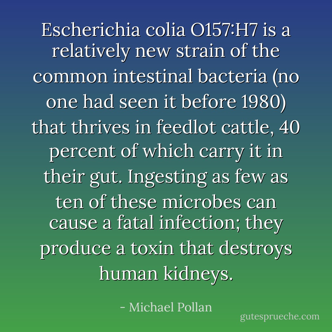 <i>Escherichia colia O157:H7</i> is a relatively new strain of the common intestinal bacteria (no one had seen it before 1980) that thrives in feedlot cattle, 40 percent of which carry it in their gut. Ingesting as few as ten of these microbes can cause a fatal infection; they produce a toxin that destroys human kidneys. - Michael Pollan