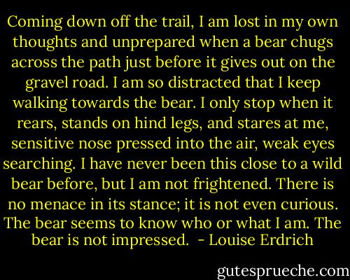 Coming down off the trail, I am lost in my own thoughts and unprepared when a bear chugs across the path just before it gives out on the gravel road. I am so distracted that I keep walking towards the bear. I only stop when it rears, stands on hind legs, and stares at me, sensitive nose pressed into the air, weak eyes searching. I have never been this close to a wild bear before, but I am not frightened. There is no menace in its stance; it is not even curious. The bear seems to know who or what I am. The bear is not impressed.  - Louise Erdrich