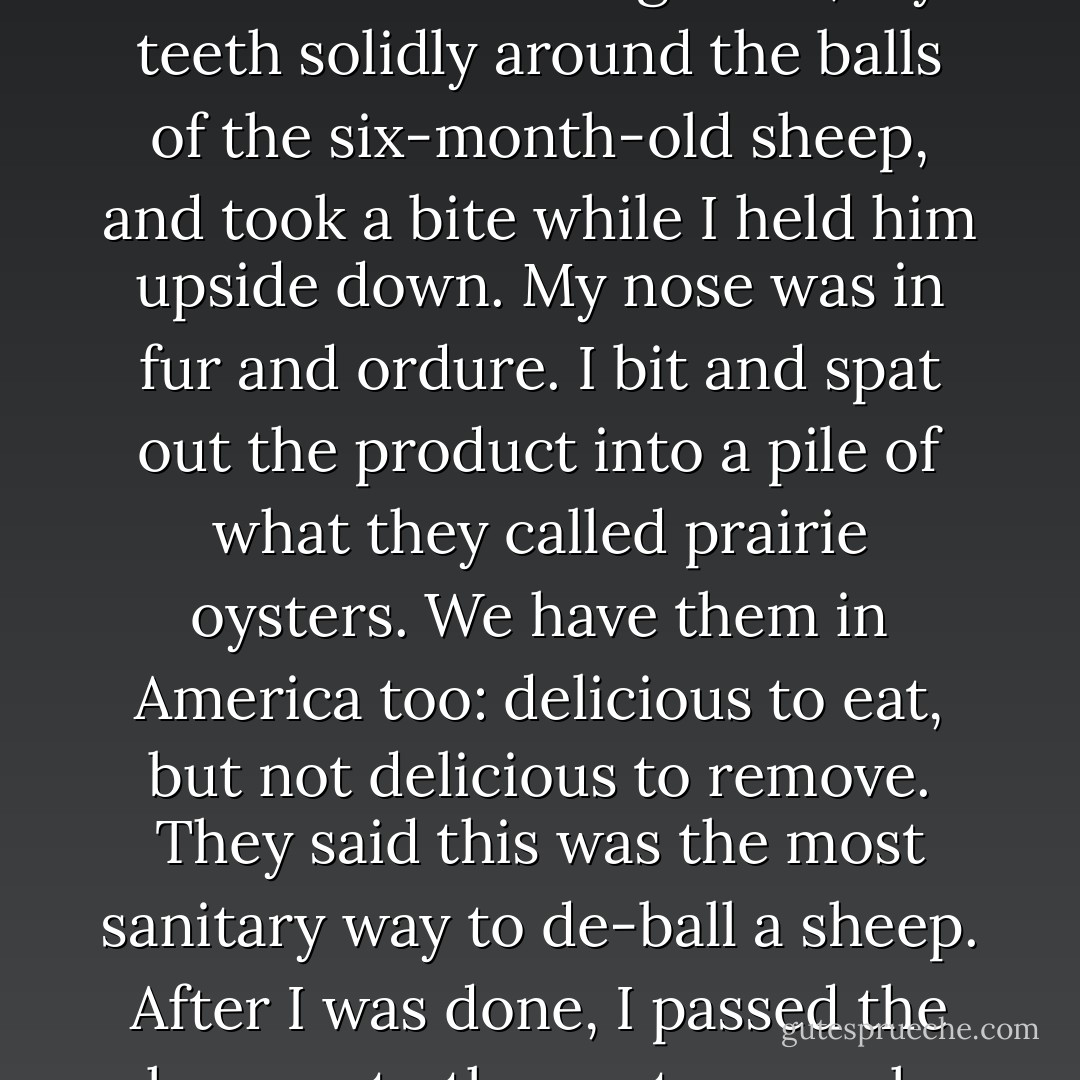 All I had to do was stick my face into this gruesome mess and bite off the young sheep's testicles. Dag a hogget. I had good teeth. I put my nose into this awful-smelling mess, my teeth solidly around the balls of the six-month-old sheep, and took a bite while I held him upside down. My nose was in fur and ordure. I bit and spat out the product into a pile of what they called prairie oysters. We have them in America too: delicious to eat, but not delicious to remove. They said this was the most sanitary way to de-ball a sheep. After I was done, I passed the sheep onto the next man, who put a little coal tar on the same spot for purposes of cleansing and closing up the wound.<br />The sheep never let out a bleat. - Errol Flynn