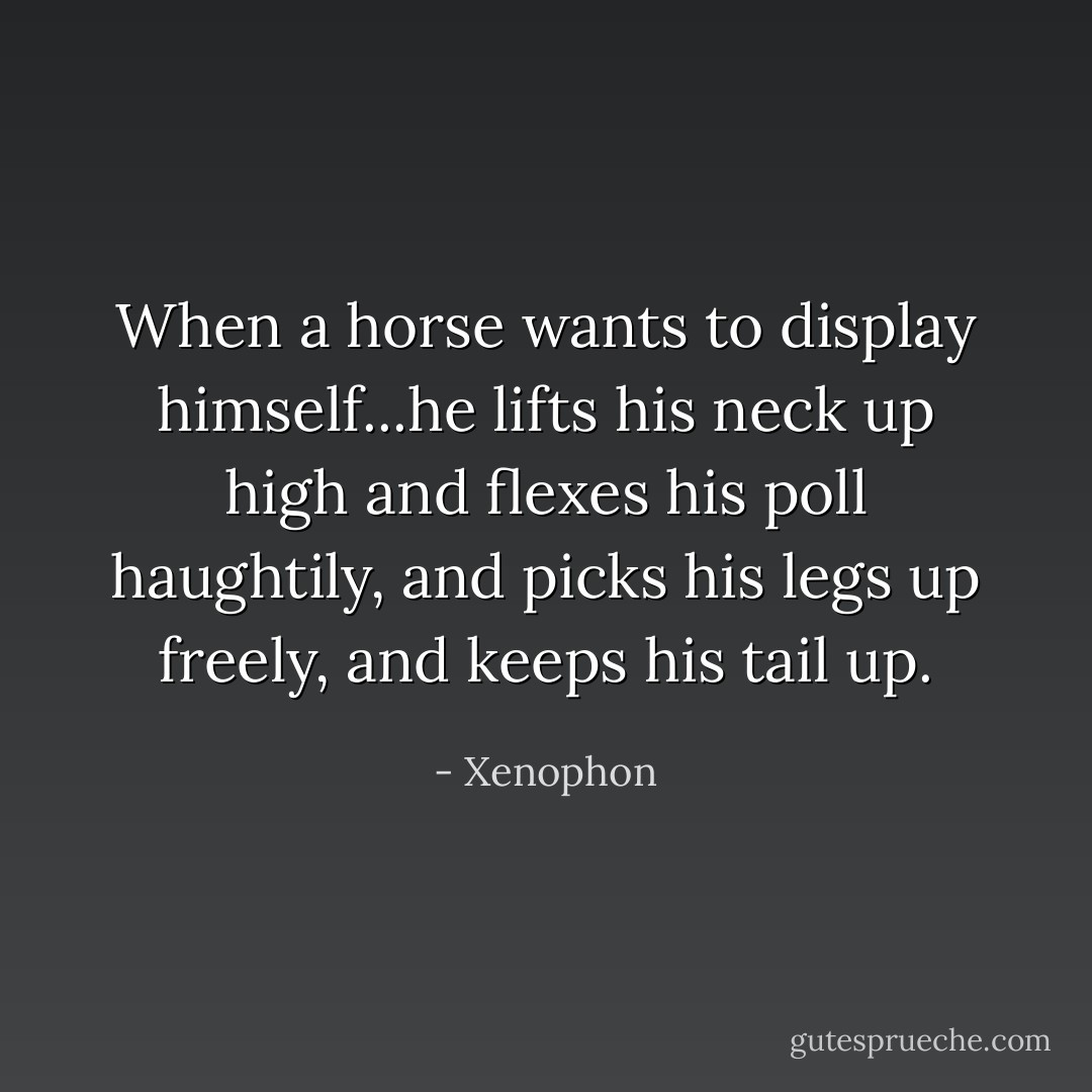 When a horse wants to display himself...he lifts his neck up high and flexes his poll haughtily, and picks his legs up freely, and keeps his tail up. - Xenophon