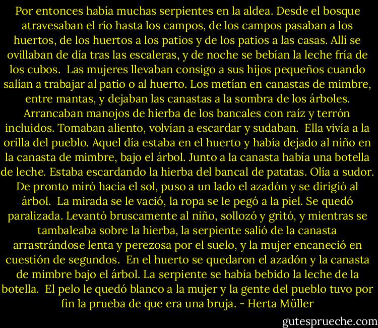 Por entonces había muchas serpientes en la aldea. Desde el bosque atravesaban el río hasta los campos, de los campos pasaban a los huertos, de los huertos a los patios y de los patios a las casas. Allí se ovillaban de día tras las escaleras, y de noche se bebían la leche fría de los cubos.<br /><br />Las mujeres llevaban consigo a sus hijos pequeños cuando salían a trabajar al patio o al huerto. Los metían en canastas de mimbre, entre mantas, y dejaban las canastas a la sombra de los árboles. Arrancaban manojos de hierba de los bancales con raíz y terrón incluidos. Tomaban aliento, volvían a escardar y sudaban.<br /><br />Ella vivía a la orilla del pueblo. Aquel día estaba en el huerto y había dejado al niño en la canasta de mimbre, bajo el árbol. Junto a la canasta había una botella de leche. Estaba escardando la hierba del bancal de patatas. Olía a sudor. De pronto miró hacia el sol, puso a un lado el azadón y se dirigió al árbol.<br /><br />La mirada se le vació, la ropa se le pegó a la piel. Se quedó paralizada. Levantó bruscamente al niño, sollozó y gritó, y mientras se tambaleaba sobre la hierba, la serpiente salió de la canasta arrastrándose lenta y perezosa por el suelo, y la mujer encaneció en cuestión de segundos.<br /><br />En el huerto se quedaron el azadón y la canasta de mimbre bajo el árbol. La serpiente se había bebido la leche de la botella.<br /><br />El pelo le quedó blanco a la mujer y la gente del pueblo tuvo por fin la prueba de que era una bruja. - Herta Müller