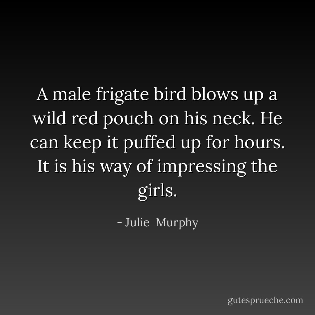 A male frigate bird blows up a wild red pouch on his neck. He can keep it puffed up for hours. It is his way of impressing the girls. - Julie  Murphy