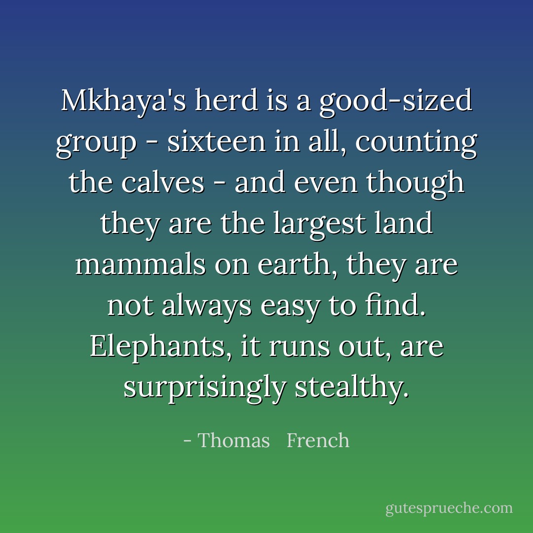 Mkhaya's herd is a good-sized group - sixteen in all, counting the calves - and even though they are the largest land mammals on earth, they are not always easy to find. Elephants, it runs out, are surprisingly stealthy. - Thomas   French