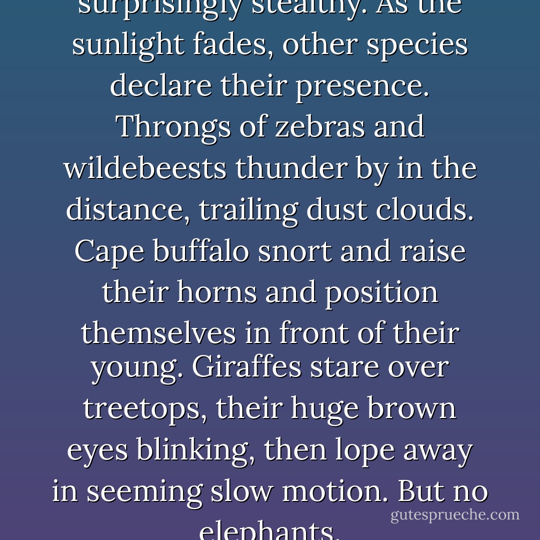 Elephants, it turns out, are surprisingly stealthy. As the sunlight fades, other species declare their presence. Throngs of zebras and wildebeests thunder by in the distance, trailing dust clouds. Cape buffalo snort and raise their horns and position themselves in front of their young. Giraffes stare over treetops, their huge brown eyes blinking, then lope away in seeming slow motion. But no elephants. - Thomas   French