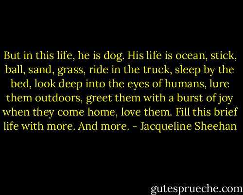 But in this life, he is dog. His life is ocean, stick, ball, sand, grass, ride in the truck, sleep by the bed, look deep into the eyes of humans, lure them outdoors, greet them with a burst of joy when they come home, love them. Fill this brief life with more. And more. - Jacqueline Sheehan