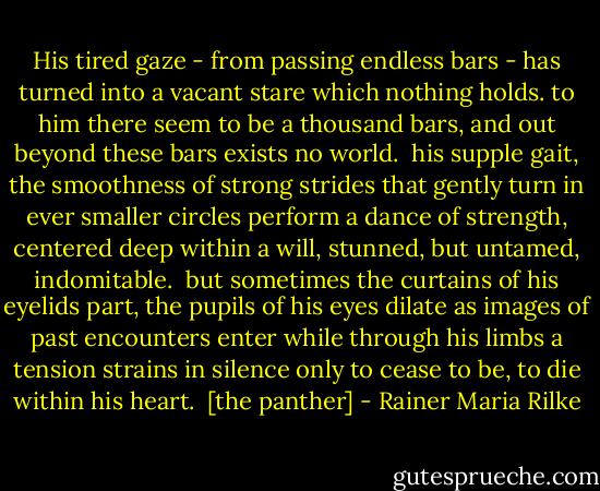 His tired gaze - from passing endless bars -<br />has turned into a vacant stare which nothing holds.<br />to him there seem to be a thousand bars,<br />and out beyond these bars exists no world.<br /><br />his supple gait, the smoothness of strong strides<br />that gently turn in ever smaller circles<br />perform a dance of strength, centered deep within<br />a will, stunned, but untamed, indomitable.<br /><br />but sometimes the curtains of his eyelids part,<br />the pupils of his eyes dilate as images<br />of past encounters enter while through his limbs<br />a tension strains in silence<br />only to cease to be, to die within his heart.<br /><br />[the panther] - Rainer Maria Rilke
