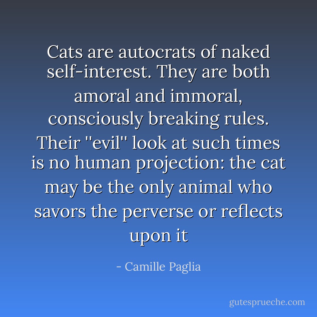 Cats are autocrats of naked self-interest. They are both amoral and immoral, consciously breaking rules. Their ''evil'' look at such times is no human projection: the cat may be the only animal who savors the perverse or reflects upon it - Camille Paglia