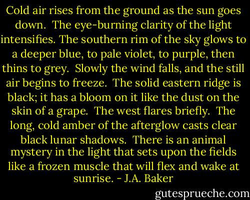 Cold air rises from the ground as the sun goes down.  The eye-burning clarity of the light intensifies. The southern rim of the sky glows to a deeper blue, to pale violet, to purple, then thins to grey.  Slowly the wind falls, and the still air begins to freeze.  The solid eastern ridge is black; it has a bloom on it like the dust on the skin of a grape.  The west flares briefly.  The long, cold amber of the afterglow casts clear black lunar shadows.  There is an animal mystery in the light that sets upon the fields like a frozen muscle that will flex and wake at sunrise. - J.A. Baker