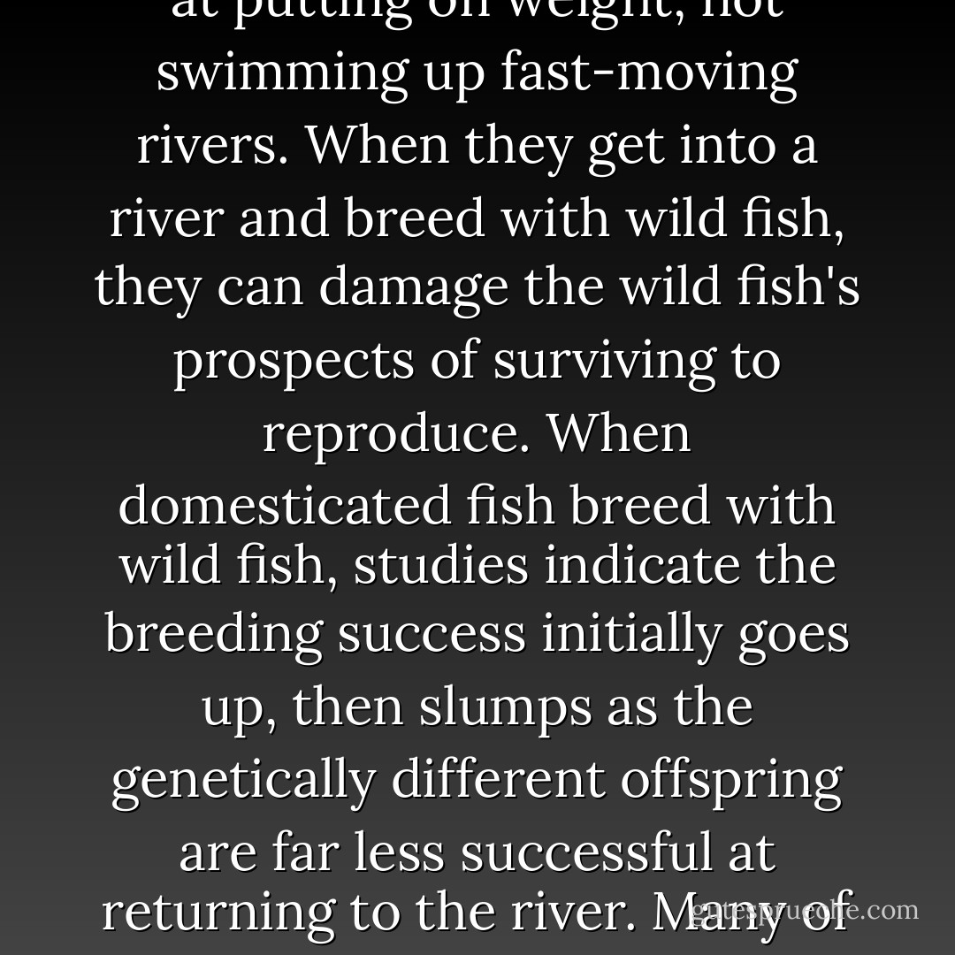The scariest thing is that nobody seems to be considering the impact on those wild fish of fish farming on the scale that is now being proposed on the coast of Norway or in the open ocean off the United States. Fish farming, even with conventional techniques, changes fish within a few generations from an animal like a wild buffalo or a wildebeest to the equivalent of a domestic cow.<br /><br />Domesticated salmon, after several generations, are fat, listless things that are good at putting on weight, not swimming up fast-moving rivers. When they get into a river and breed with wild fish, they can damage the wild fish's prospects of surviving to reproduce. When domesticated fish breed with wild fish, studies indicate the breeding success initially goes up, then slumps as the genetically different offspring are far less successful at returning to the river. Many of the salmon in Norwegian rivers, which used to have fine runs of unusually large fish, are now of farmed origin. Domesticated salmon are also prone to potentially lethal diseases, such as infectious salmon anemia, which has meant many thousands have had to be quarantined or killed. They are also prone to the parasite <i>Gyrodactylus salaris</i>, which has meant that whole river systems in Norway have had to be poisoned with the insecticide rotenone and restocked. - Charles Clover