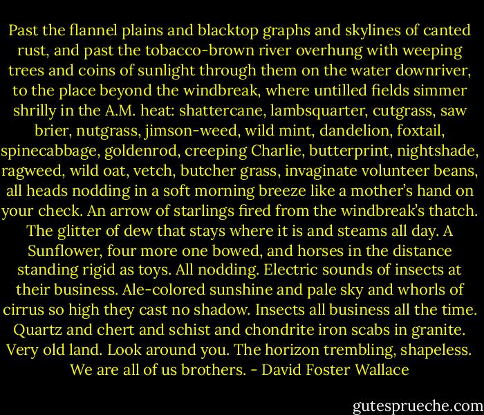 Past the flannel plains and blacktop graphs and skylines of canted rust, and past the tobacco-brown river overhung with weeping trees and coins of sunlight through them on the water downriver, to the place beyond the windbreak, where untilled fields simmer shrilly in the A.M. heat: shattercane, lambsquarter, cutgrass, saw brier, nutgrass, jimson-weed, wild mint, dandelion, foxtail, spinecabbage, goldenrod, creeping Charlie, butterprint, nightshade, ragweed, wild oat, vetch, butcher grass, invaginate volunteer beans, all heads nodding in a soft morning breeze like a mother’s hand on your check. An arrow of starlings fired from the windbreak’s thatch. The glitter of dew that stays where it is and steams all day. A Sunflower, four more one bowed, and horses in the distance standing rigid as toys. All nodding. Electric sounds of insects at their business. Ale-colored sunshine and pale sky and whorls of cirrus so high they cast no shadow. Insects all business all the time. Quartz and chert and schist and chondrite iron scabs in granite. Very old land. Look around you. The horizon trembling, shapeless. We are all of us brothers. - David Foster Wallace