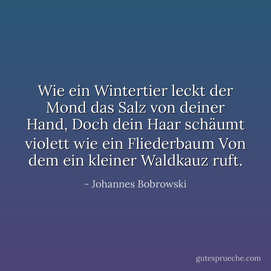 Wie ein Wintertier leckt der Mond das Salz von deiner Hand,<br />Doch dein Haar schäumt violett wie ein Fliederbaum<br />Von dem ein kleiner Waldkauz ruft. - Johannes Bobrowski<
