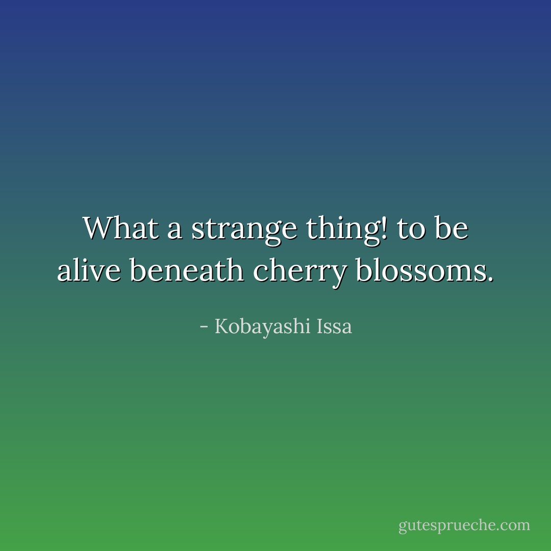 What a strange thing!<br />to be alive<br />beneath cherry blossoms. - Kobayashi Issa