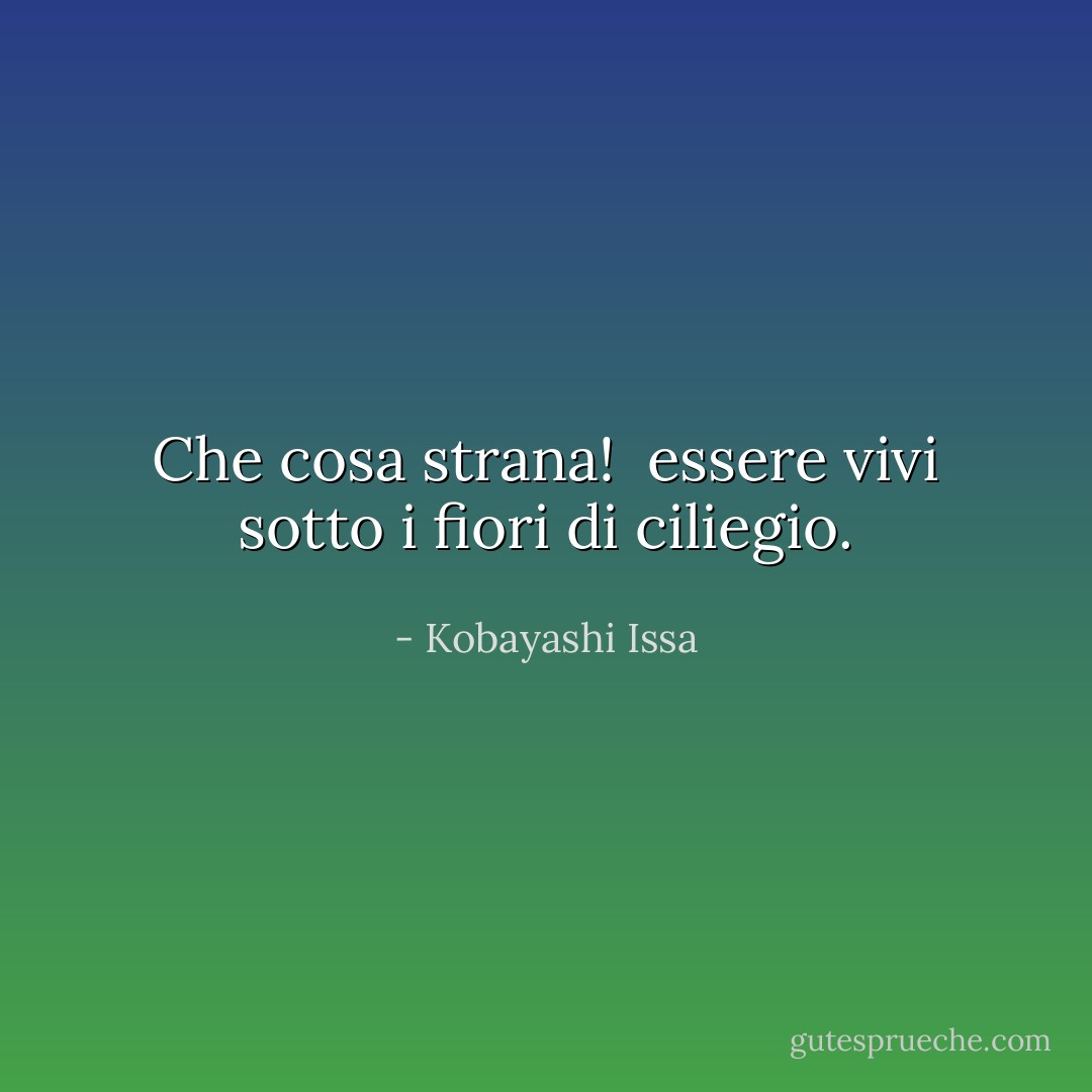Che cosa strana! <br />essere vivi<br />sotto i fiori di ciliegio. - Kobayashi Issa