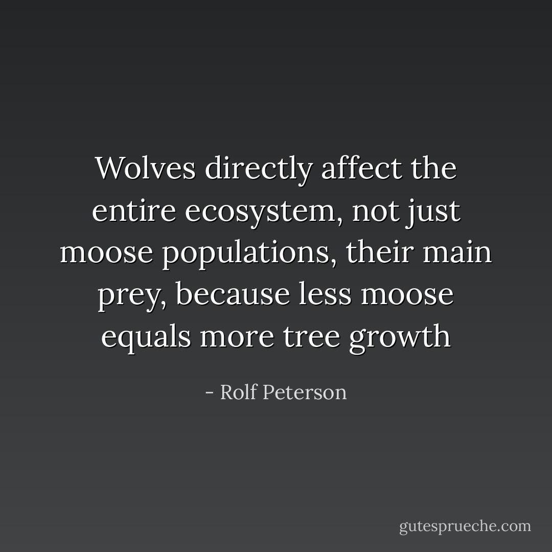 Wolves directly affect the entire ecosystem, not just moose populations, their main prey, because less moose equals more tree growth - Rolf Peterson