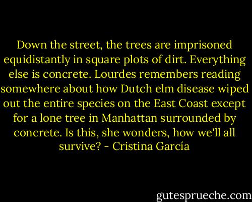 Down the street, the trees are imprisoned equidistantly in square plots of dirt. Everything else is concrete. Lourdes remembers reading somewhere about how Dutch elm disease wiped out the entire species on the East Coast except for a lone tree in Manhattan surrounded by concrete. Is this, she wonders, how we'll all survive? - Cristina García
