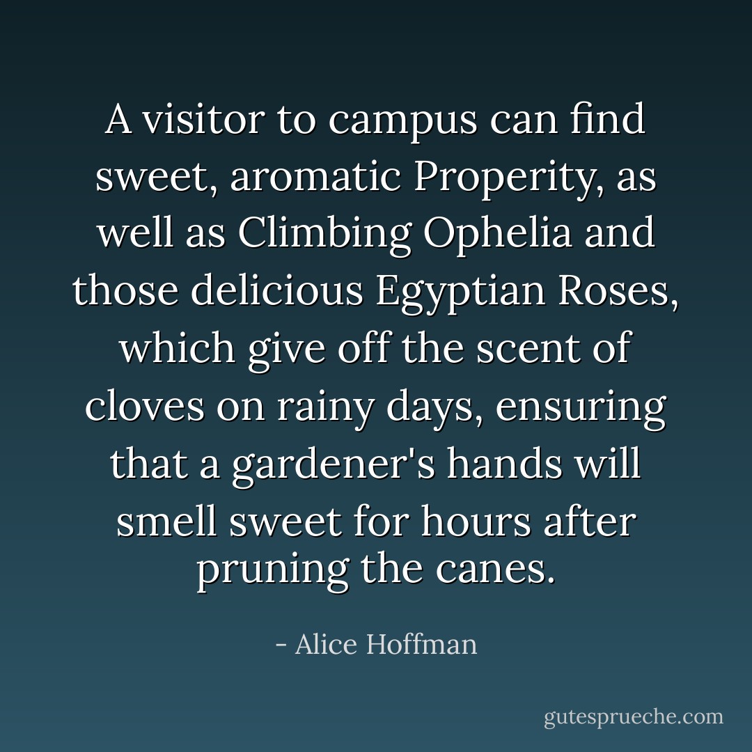 A visitor to campus can find sweet, aromatic Properity, as well as Climbing Ophelia and those delicious Egyptian Roses, which give off the scent of cloves on rainy days, ensuring that a gardener's hands will smell sweet for hours after pruning the canes. - Alice Hoffman