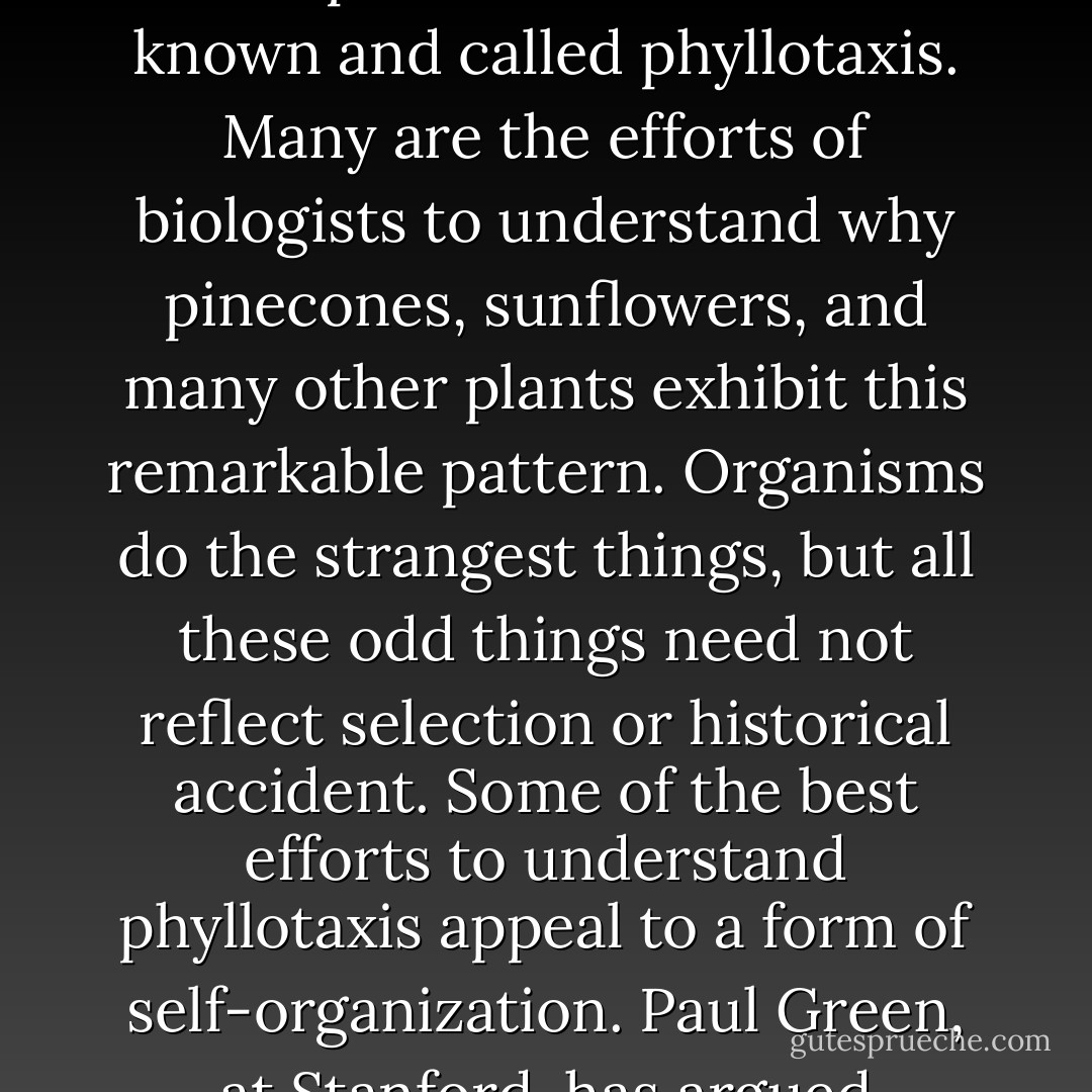 Pick up a pinecone and count the spiral rows of scales. You may find eight spirals winding up to the left and 13 spirals winding up to the right, or 13 left and 21 right spirals, or other pairs of numbers. The striking fact is that these pairs of numbers are adjacent numbers in the famous Fibonacci series: 1, 1, 2, 3, 5, 8, 13, 21... Here, each term is the sum of the previous two terms. The phenomenon is well known and called phyllotaxis. Many are the efforts of biologists to understand why pinecones, sunflowers, and many other plants exhibit this remarkable pattern. Organisms do the strangest things, but all these odd things need not reflect selection or historical accident. Some of the best efforts to understand phyllotaxis appeal to a form of self-organization. Paul Green, at Stanford, has argued persuasively that the Fibonacci series is just what one would expects as the simplest self-repeating pattern that can be generated by the particular growth processes in the growing tips of the tissues that form sunflowers, pinecones, and so forth. Like a snowflake and its sixfold symmetry, the pinecone and its phyllotaxis may be part of order for free - Stuart A. Kauffman