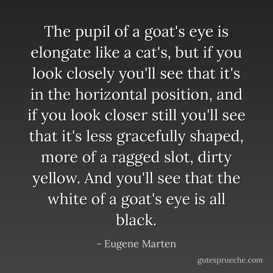 The pupil of a goat's eye is elongate like a cat's, but if you look closely you'll see that it's in the horizontal position, and if you look closer still you'll see that it's less gracefully shaped, more of a ragged slot, dirty yellow. And you'll see that the white of a goat's eye is all black. - Eugene Marten