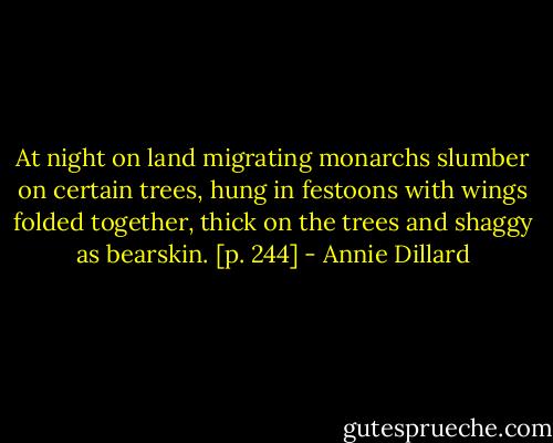 At night on land migrating monarchs slumber on certain trees, hung in festoons with wings folded together, thick on the trees and shaggy as bearskin. [p. 244] - Annie Dillard
