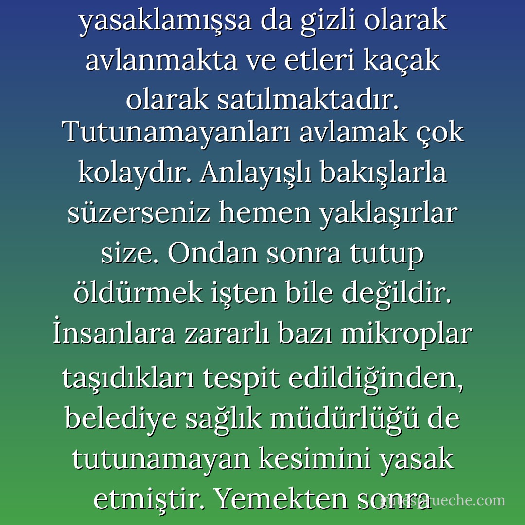 Beceriksiz ve korkak bir hayvandır. İnsan boyunda olanları bile vardır. <br />İlk bakışta, dış görünüşüyle, insana benzer.Yalnız, pençeleri ve özellikle tırnakları çok zayıftır. Dik arazide, yokuş yukarı hiç tutunamaz. Yokuş aşağı, kayarak iner. (Bu arada sık sık düşer).Tüyleri yok denecek kadar azdır. Gözleri çok büyük olmakla birlikte, görme duygusu zayıftır. Bu nedenle tehlikeyi uzaktan göremez.<br />Erkekleri, yalnız bırakıldıkları zaman acıklı sesler çıkarırlar.Dişilerini<br />de aynı sesle çağırırlar. Genellikle başka hayvanların yuvalarında (onlar<br />dayanabildikleri sürece) barınırlar. ya da terkedilmiş yuvalarda yaşarlar.<br />Belirli bir aile düzenleri yoktur. Doğumdan sonra ana, baba ve yavrular ayrı yerlere giderler. Toplu olarak yaşamayı da bilmezler ve dış tehlikelere karşı birleştikleri görülmemiştir. Belirli bir beslenme düzenleri de yoktur. Başka hayvanlarla birlikte yaşarken onların getirdikleri yiyeceklerle geçinirler.Kendi başlarına kaldıkları zaman genellikle yemek yemeyi unuturlar. Bütün huyları taklit esasına dayandığı için, başka hayvanların yemek yediğini<br />görmezlerse, acıktıklarını anlamazlar. (Bu sırada çok zayıf düştükleri için<br />avlanmaları tavsiye edilmez).<br />İçgüdüleri tam gelişmemiştir. Kendilerini korumayı bilmezler. Fakat -gene taklitçilikleri nedeniyle- başka hayvanların dövüşmesine özenerek kavgaya<br />girdikleri olur. Şimdiye kadar hiçbir tutunamayanın bir kavgada başka bir<br />hayvanı yendiği görülmemiştir. Bununla birlikte, hafızaları da zayıf olduğu<br />için, sık sık kavga ettikleri, bazı tabiat bilginlerince gözlemlenmiştir.<br />(Aynı bilginler, kavgacı tutunamaynların sayısının gittikçe azaldığını söylemektedirler).Din kitapları, bu hayvanları yemeyi yasaklamışsa da gizli olarak<br />avlanmakta ve etleri kaçak olarak satılmaktadır. Tutunamayanları avlamak çok kolaydır. Anlayışlı bakışlarla süzerseniz hemen yaklaşırlar size. Ondan sonra tutup öldürmek işten bile değildir. İnsanlara zararlı bazı mikroplar taşıdıkları tespit edildiğinden, belediye sağlık müdürlüğü de tutunamayan kesimini yasak etmiştir. Yemekten sonra insanlarda görülen durgunluk, hafif sıkıntı, sebebi bilinmeyen vicdan azabı ve hiç yoktan kendini suçlama gibi duygulara sebep oldukları, hekimlerce ileri sürülmektedir. Fakat aynı hekimler, tutunamayanların bu mikropları, kasaplık hayvanlara da bulaştırdıklarını ve bu sıkıntılardan kurtulmanın ancak et yemekten<br />vazgeçmekle sağlanabileceğini söylemektedirler.Hayvan terbiyecileri de tutunamayanlarla uzun süre uğraşmış ve bunları sirklerde çalıştırmak istemişlerdir. Fakat bu hayvanların, beceriksizlikleri nedeniyle hiçbir hüner öğrenemediklerini görünce vazgeçmişlerdir. Ayrıca birkaç sirkte halkın karşısına çıkarılan tutunamayanlar, onları güldürmek yerine mahzun etmişlerdir. (Halk gişelere saldırarak parasını geri istemiştir).<br />Filden sonra, din duygusu en kuvvetli hayvan olarak bilinir. Öldükten<br />sonra cennete gideceği bazı yazarlarca ileri sürülmektedir. Fakat toplu, ya da<br />tek gittikleri her yerde hadise çıkardıkları için, bunun pek mümkün olmayacağı sanılmaktadır.Başları daima öne eğik gezdikleri için, çeşitli engellere takılırlar ve her tarafları yara bere içinde kalır. Onları bu durumda gören bazı yufka yürekli insanlar, tutunamayanları ev hayvanı olarak beslemeyi denemişlerdir.<br />Fakat insanlar arasında barınmaları -ev düzenine uyamamaları nedeniyle- çok<br />zor olmaktadır. Beklenmedik zamanlarda sahiplerine saldırmakta ve evden<br />kovulunca da bir türlü gitmeyi bilmemektedirler. Evin kapısında günlerce,acıklı sesleriyle bağırarak ev sahibini canından bezdirmektedirler.(Bir<br />keresinde, ev sahibi dayanamayıp kaçmışsa da,tutunamayan, sahibini kovalayarak, gittiği yerdedeonarahat vermemiştir - Oğuz Atay