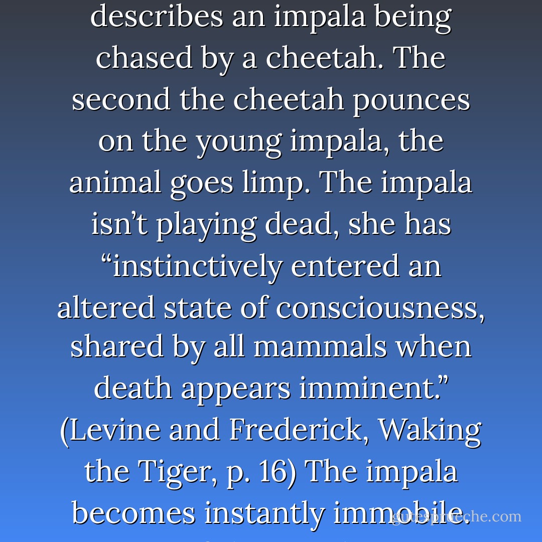 Dr. Peter Levine, who has worked with trauma survivors for twenty-five years, says the single most important factor he has learned in uncovering the mystery of human trauma is what happens during and after the freezing response. He describes an impala being chased by a cheetah. The second the cheetah pounces on the young impala, the animal goes limp. The impala isn’t playing dead, she has “instinctively entered an altered state of consciousness, shared by all mammals when death appears imminent.” (Levine and Frederick, Waking the Tiger, p. 16) The impala becomes instantly immobile. However, if the impala escapes, what she does immediately thereafter is vitally important. She shakes and quivers every part of her body, clearing the traumatic energy she has accumulated. - Marilyn Van Derbur