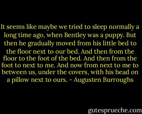 It seems like maybe we tried to sleep normally a long time ago, when Bentley was a puppy. But then he gradually moved from his little bed to the floor next to our bed. And then from the floor to the foot of the bed. And then from the foot to next to me. And now from next to me to between us, under the covers, with his head on a pillow next to ours. - Augusten Burroughs