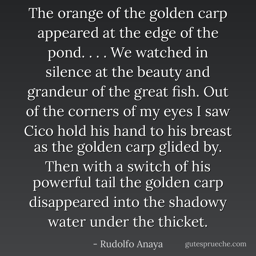 The orange of the golden carp appeared at the edge of the pond. . . . We watched in silence at the beauty and grandeur of the great fish. Out of the corners of my eyes I saw Cico hold his hand to his breast as the golden carp glided by. Then with a switch of his powerful tail the golden carp disappeared into the shadowy water under the thicket. - Rudolfo Anaya