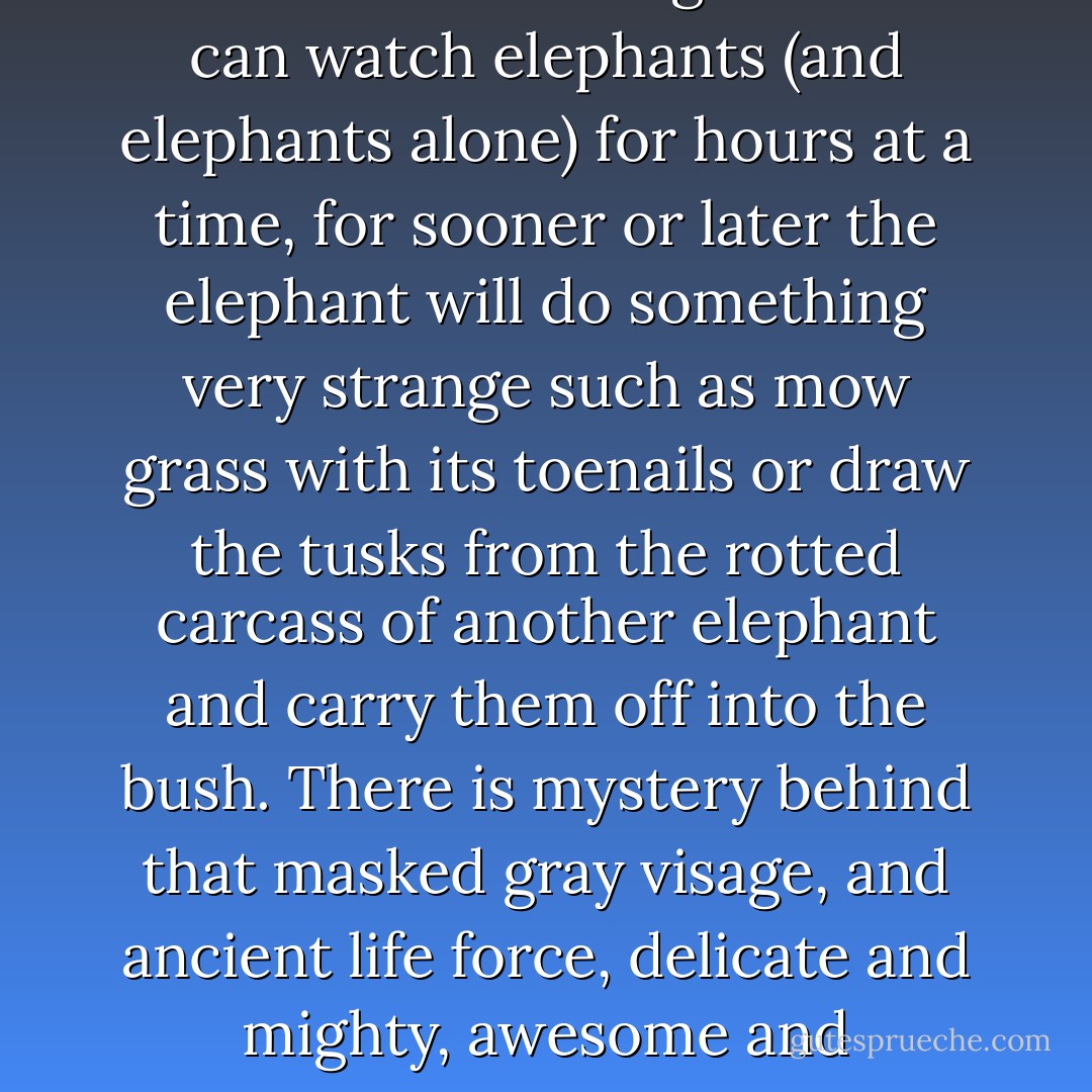 Of all African animals, the elephant is the most difficult for man to live with, yet its passing - if this must come - seems the most tragic of all. I can watch elephants (and elephants alone) for hours at a time, for sooner or later the elephant will do something very strange such as mow grass with its toenails or draw the tusks from the rotted carcass of another elephant and carry them off into the bush. There is mystery behind that masked gray visage, and ancient life force, delicate and mighty, awesome and enchanted, commanding the silence ordinarily reserved for mountain peaks, great fires, and the sea. - Peter Matthiessen