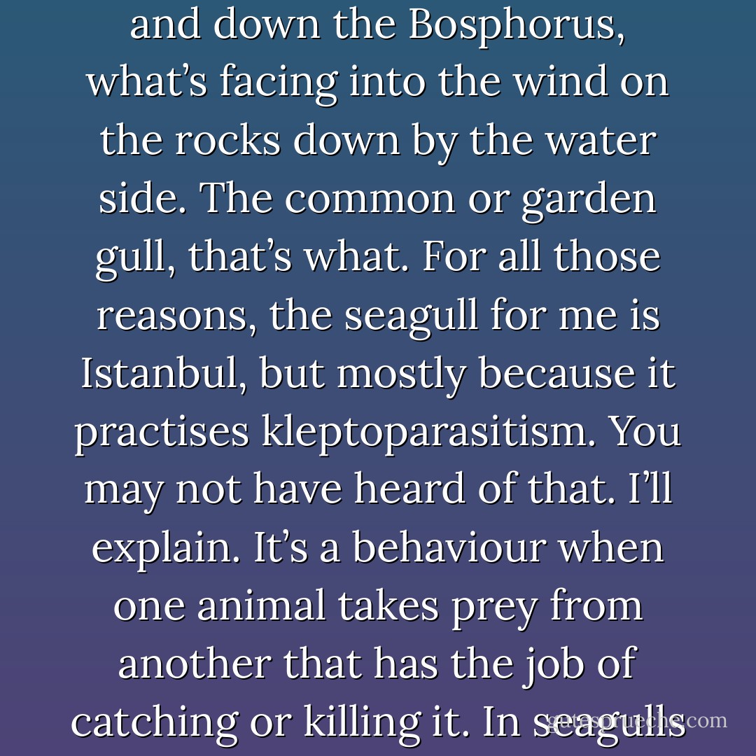 I do rather like birds,’ Abdullah Unul says. ‘They’re busy, active little things. They make do. Have you ever thought, if Istanbul were to have an official bird, what would it be? I bet you’d think stork straight away. Maybe a sparrow. Me, the official bird of Istanbul would have to be the seagull. What do you see dancing around the Ramazan lights, what’ s following the ships up and down the Bosphorus, what’s facing into the wind on the rocks down by the water side. The common or garden gull, that’s what. For all those reasons, the seagull for me is Istanbul, but mostly because it practises kleptoparasitism. You may not have heard of that. I’ll explain. It’s a behaviour when one animal takes prey from another that has the job of catching or killing it. In seagulls it’s letting some other bird do all the hard work of catching the fish or a bit of bread and then taking it off them as they’re about to eat it. It’s the reason they’re the success they are. So, I’ll have that Koran. Both parts. To be honest, I’d prefer cash, but I imagine there’s a market for that gadgetry you have out there in Fenerbahçe. - Ian McDonald