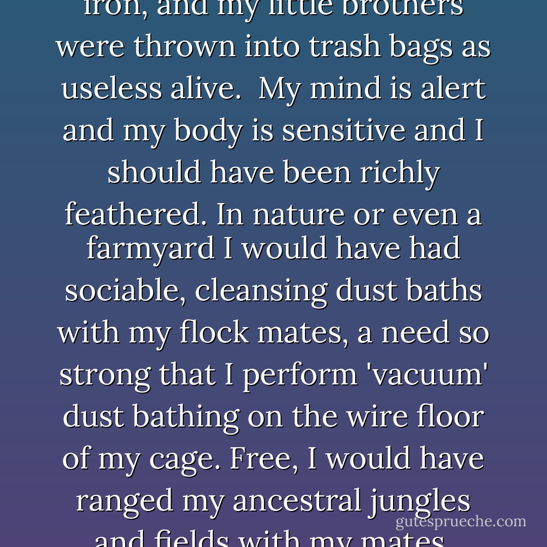 I am a battery hen. I live in a cage so small I cannot stretch my wings. I am forced to stand night and day on a sloping wire mesh floor that painfully cuts into my feet. The cage walls tear my feathers, forming blood blisters that never heal. The air is so full of ammonia that my lungs hurt and my eyes burn and I think I am going blind. As soon as I was born, a man grabbed me and sheared off part of my beak with a hot iron, and my little brothers were thrown into trash bags as useless alive.<br /><br />My mind is alert and my body is sensitive and I should have been richly feathered. In nature or even a farmyard I would have had sociable, cleansing dust baths with my flock mates, a need so strong that I perform 'vacuum' dust bathing on the wire floor of my cage. Free, I would have ranged my ancestral jungles and fields with my mates, devouring plants, earthworms, and insects from sunrise to dusk. I would have exercised my body and expressed my nature, and I would have given, and received, pleasure as a whole being. I am only a year old, but I am already a 'spent hen.' Humans, I wish I were dead, and soon I will be dead. Look for pieces of my wounded flesh wherever chicken pies and soups are sold. - Karen Davis
