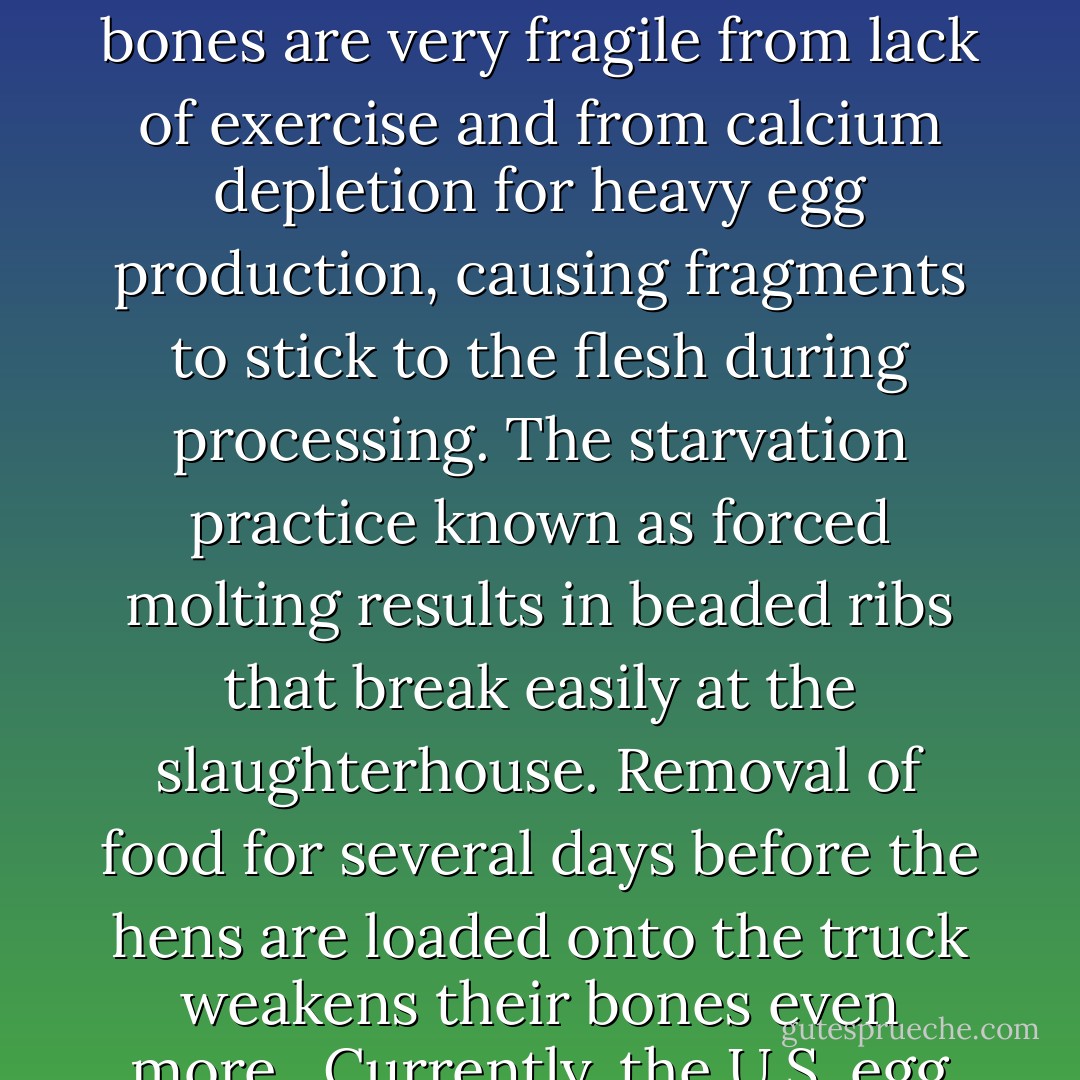 More laying hens are slaughtered in the United States than cattle or pigs. Commercial laying hens are not bred for their flesh, but when their economic utility is over the still-young birds are trucked to the slaughterhouse and turned into meat products. In the process they are treated even more brutally than meat-type chickens because of their low market value. Their bones are very fragile from lack of exercise and from calcium depletion for heavy egg production, causing fragments to stick to the flesh during processing. The starvation practice known as forced molting results in beaded ribs that break easily at the slaughterhouse. Removal of food for several days before the hens are loaded onto the truck weakens their bones even more.<br /><br />Currently, the U.S. egg industry and the American Veterinary Medical Association oppose humane slaughter legislation for laying hens on the basis that their low economic value does not justify the cost of 'humane slaughter' technology. The industry created the inhumane conditions that are invoked to rationalize further unaccountability and cruelty. - Karen Davis