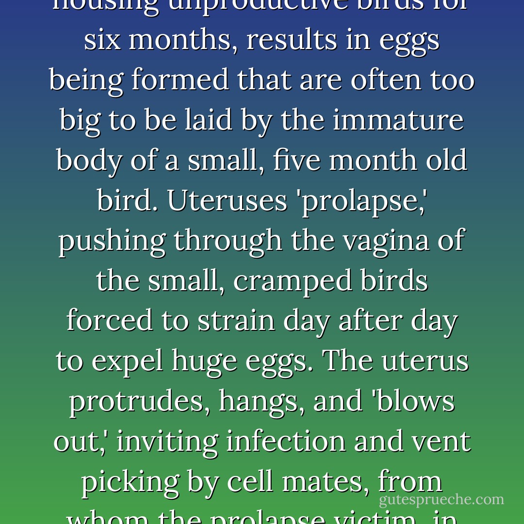 Genetic selection for early egg production, to reduce time and money 'wasted' on feeding and housing unproductive birds for six months, results in eggs being formed that are often too big to be laid by the immature body of a small, five month old bird. Uteruses 'prolapse,' pushing through the vagina of the small, cramped birds forced to strain day after day to expel huge eggs. The uterus protrudes, hangs, and 'blows out,' inviting infection and vent picking by cell mates, from whom the prolapse victim, in severe pain, cannot escape except by dying. - Karen Davis
