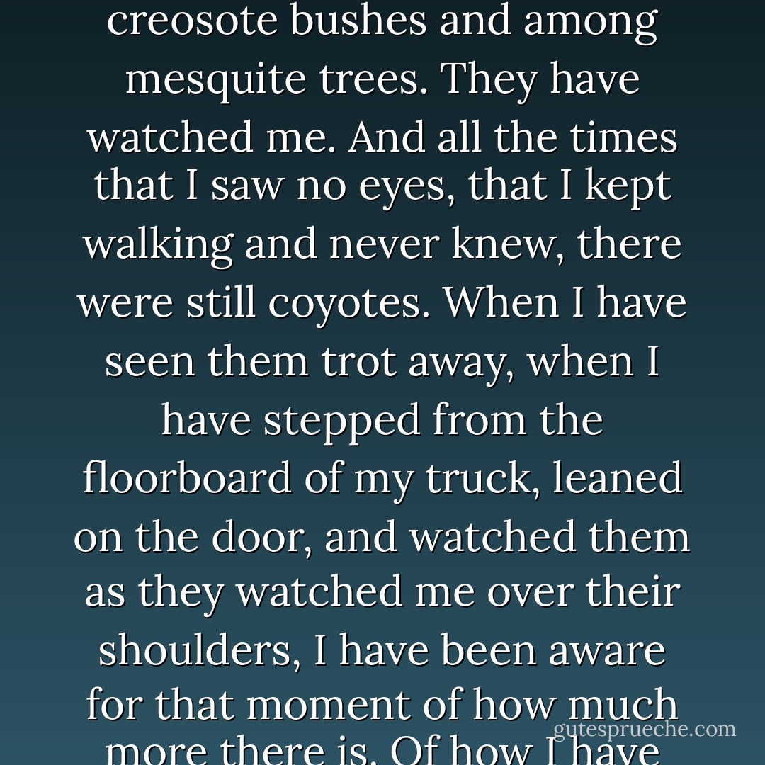 Coyotes move within a landscape of attentiveness. I have seen their eyes in the creosote bushes and among mesquite trees. They have watched me. And all the times that I saw no eyes, that I kept walking and never knew, there were still coyotes. When I have seen them trot away, when I have stepped from the floorboard of my truck, leaned on the door, and watched them as they watched me over their shoulders, I have been aware for that moment of how much more there is. Of how I have only seen only an instant of a broad and rich life. - Craig Childs