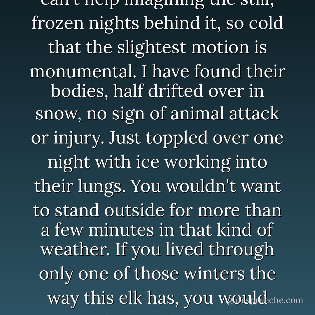 The elk that you glimpse in the summer, those at the forest edge, are survivors of winter, only the strongest. You see one just before dusk that summer, standing at the perimeter of the meadow so it can step back to the forest and vanish. You can't help imagining the still, frozen nights behind it, so cold that the slightest motion is monumental. I have found their bodies, half drifted over in snow, no sign of animal attack or injury. Just toppled over one night with ice working into their lungs. You wouldn't want to stand outside for more than a few minutes in that kind of weather. If you lived through only one of those winters the way this elk has, you would write books about it. You would become a shaman. You would be forever changed. That elk from the winter stands there on the summer evening, watching from beside the forest. It keeps its story to itself. - Craig Childs