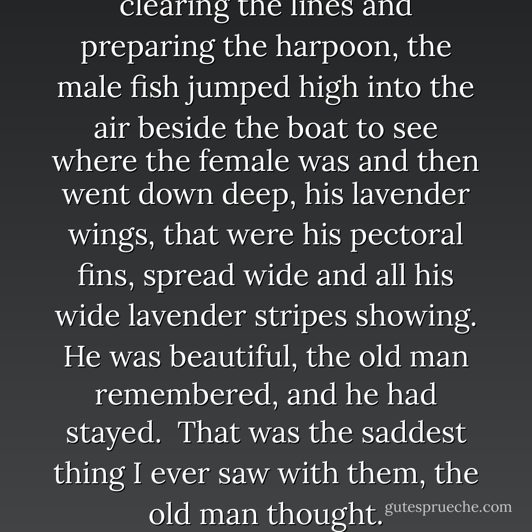 Then, while the old man was clearing the lines and preparing the harpoon, the male fish jumped high into the air beside the boat to see where the female was and then went down deep, his lavender wings, that were his pectoral fins, spread wide and all his wide lavender stripes showing. He was beautiful, the old man remembered, and he had stayed.<br /><br />That was the saddest thing I ever saw with them, the old man thought. - Ernest Hemingway