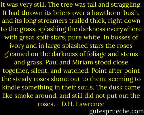 It was very still. The tree was tall and straggling. It had thrown its briers over a hawthorn-bush, and its long streamers trailed thick, right down to the grass, splashing the darkness everywhere with great spilt stars, pure white. In bosses of ivory and in large splashed stars the roses gleamed on the darkness of foliage and stems and grass. Paul and Miriam stood close together, silent, and watched. Point after point the steady roses shone out to them, seeming to kindle something in their souls. The dusk came like smoke around, and still did not put out the roses. - D.H. Lawrence