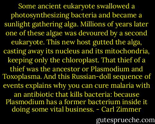 Some ancient eukaryote swallowed a photosynthesizing bacteria and became a sunlight gathering alga. Millions of years later one of these algae was devoured by a second eukaryote. This new host gutted the alga, casting away its nucleus and its mitochondria, keeping only the chloroplast. That thief of a thief was the ancestor or Plasmodium and Toxoplasma. And this Russian-doll sequence of events explains why you can cure malaria with an antibiotic that kills bacteria: because Plasmodium has a former bacterium inside it doing some vital business. - Carl Zimmer