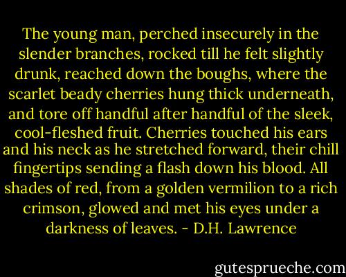 The young man, perched insecurely in the slen­der branches, rocked till he felt slightly drunk, reached down the boughs, where the scarlet beady cherries hung thick underneath, and tore off handful after handful of the sleek, cool-fleshed fruit. Cherries touched his ears and his neck as he stretched forward, their chill fingertips sending a flash down his blood. All shades of red, from a golden vermilion to a rich crimson, glowed and met his eyes under a dark­ness of leaves. - D.H. Lawrence